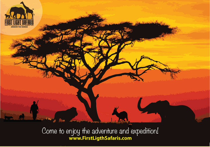 Domingo – Safari Vectorize